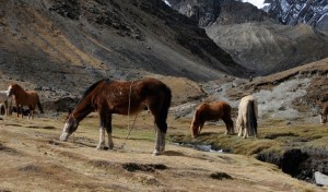 Healer Einar Tyholdt tur til Peru. Hester i fjell.